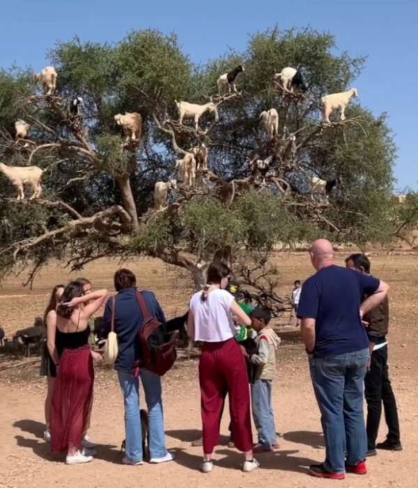 12 Days Morocco Tour From Fes